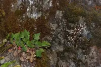 crevice alumroot (Heuchera micrantha) plant