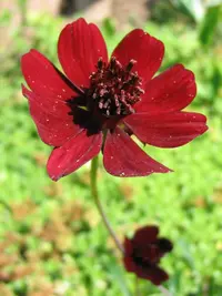 Chocolate Cosmos (Cosmos atrosanguineus) plant
