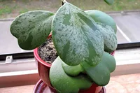 Hoya in the pot
