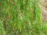 Peruvian peppertree (Schinus molle) plant