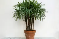Rhapis excelsa