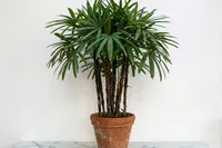 Rhapis excelsa
