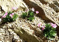 Androsace halleri (Androsace halleri) plant
