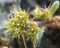 prostrate spineflower (Chorizanthe procumbens) plant