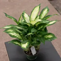 Dumbcane (Dieffenbachia 'Camille') plant