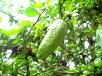 Finger Lime