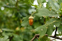 cork oak (Quercus suber) plant