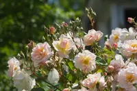 Rosa 'Penelope'