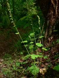 bigflower tellima (Tellima grandiflora) plant