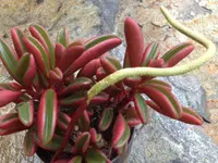 Peperomia graveolens