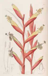 Vriesea psittacina (Vriesea psittacina) plant