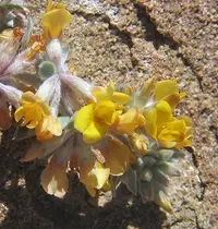 silver bird's-foot trefoil