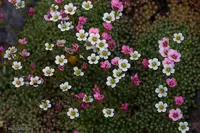 Saxifraga erioblasta blooms