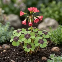Oxalis tetraphylla 'Iron Cross' blooms