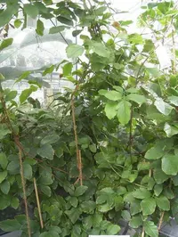 guarana