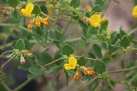 coastal bird's-foot trefoil