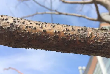 Botryosphaeria Canker