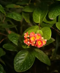 rondeletia