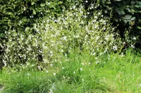 Branched St Bernard's lily