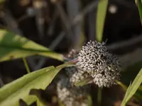 Pink Node Flower
