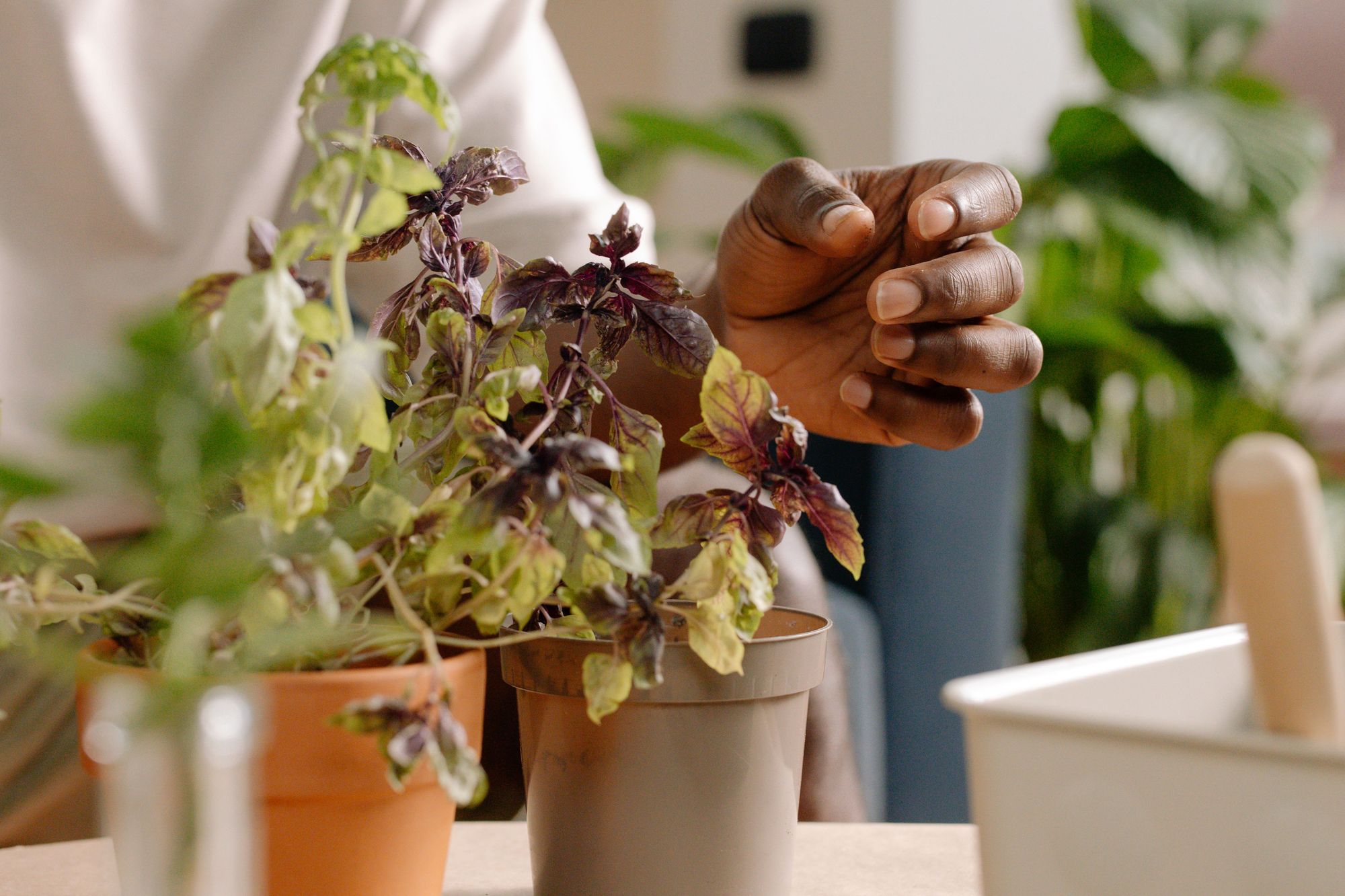 Why Are Basil Leaves Turning Dark