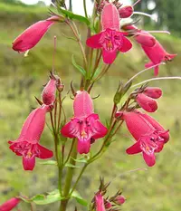 Pinto Beardtongue (Penstemon roseus) plant