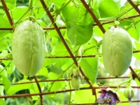 Passiflora