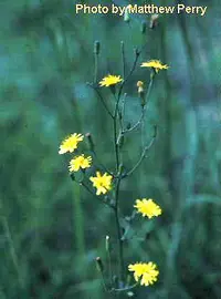 Allegheny hawkweed (Hieracium paniculatum) plant