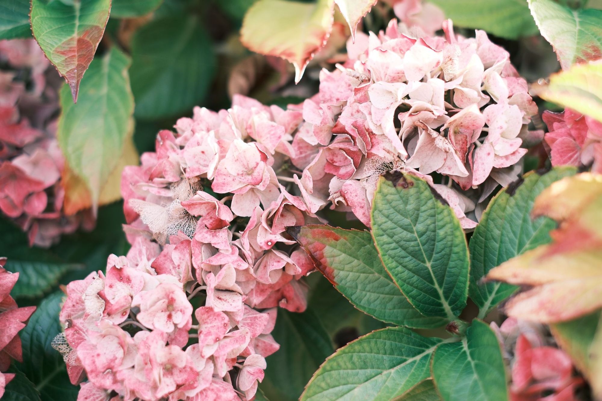 Leaves and flowers