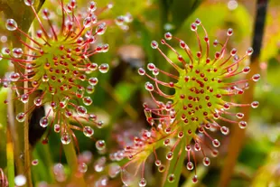 carnivorous plants