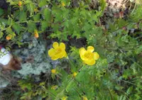 Aureolaria pedicularia plant