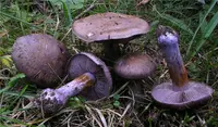 bruising webcap