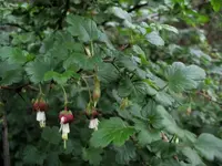 hillside gooseberry