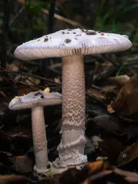 Protected Ringless Amanita (Amanita protecta) plant
