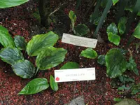 Dorstenia elata