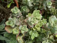 Heart-leaved Crassula