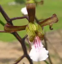 Garden Harlequin