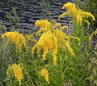 giant goldenrod