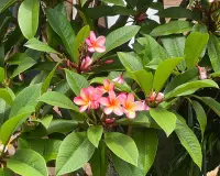Plumeria rubra