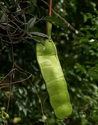 African dream herb