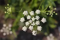 skirret