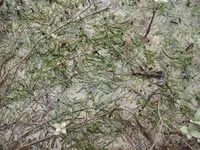 Dwarf Grass-wrack