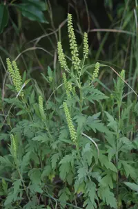 Cuman ragweed