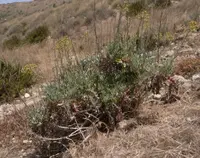 Silver Ragwort
