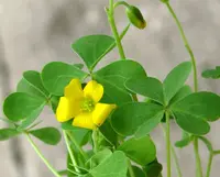 common yellow oxalis