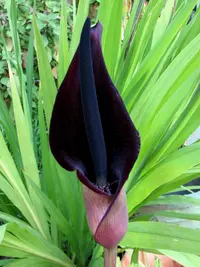 Palestine arum