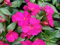 New Guinea Impatiens