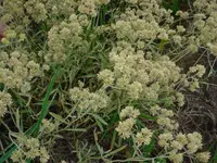 marcela (Achyrocline satureioides) plant