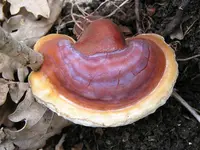 lacquered bracket (Ganoderma lucidum) plant