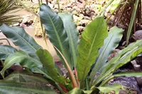 Philodendron davidsonii